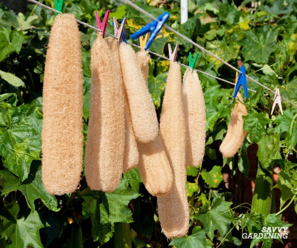 Growing loofah gourds: Learn how to grow your own loofah sponges