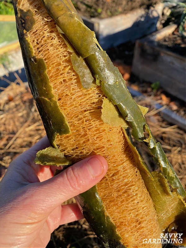 Growing loofah gourds: Learn how to grow your own loofah sponges