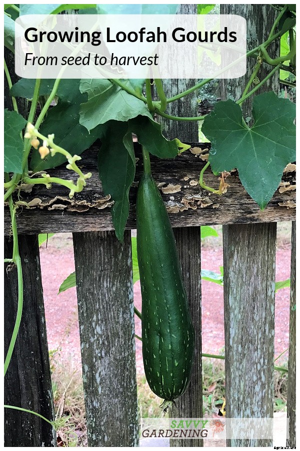 Growing loofah gourds: Learn how to grow your own loofah sponges