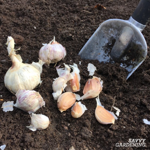 Planting garlic in the spring: How to grow big bulbs from spring-planted garlic
