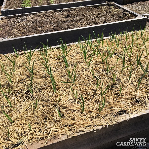Planting garlic in the spring: How to grow big bulbs from spring-planted garlic