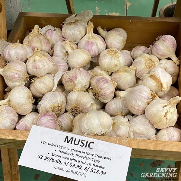 Planting garlic in the spring: How to grow big bulbs from spring-planted garlic