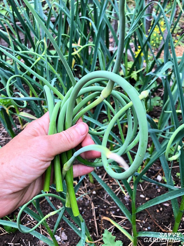 Planting garlic in the spring: How to grow big bulbs from spring-planted garlic