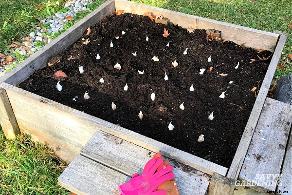Planting garlic in the spring: How to grow big bulbs from spring-planted garlic