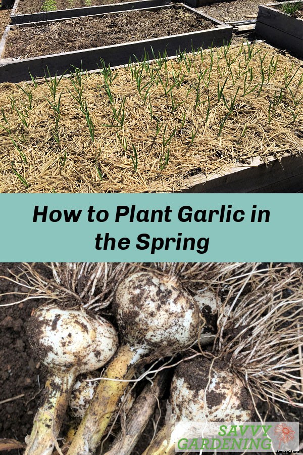 Planting garlic in the spring: How to grow big bulbs from spring-planted garlic