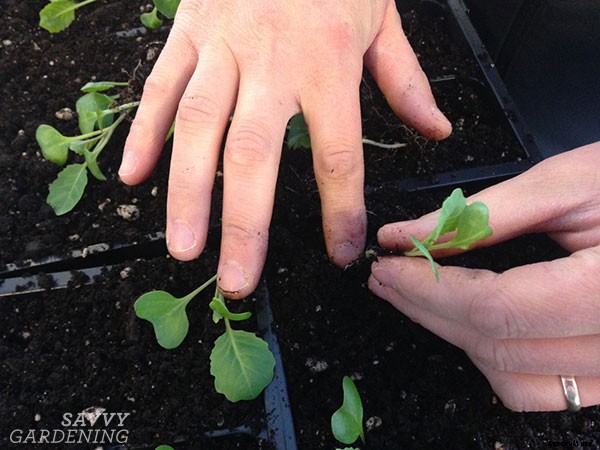 How to grow cabbage: From planting seeds to harvesting heads