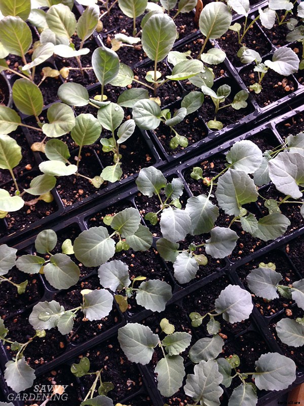 How to grow cabbage: From planting seeds to harvesting heads