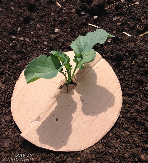 How to grow cabbage: From planting seeds to harvesting heads