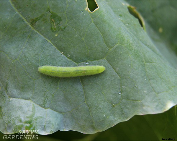 How to grow cabbage: From planting seeds to harvesting heads