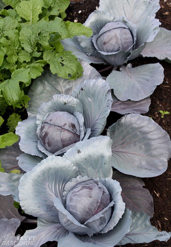 How to grow cabbage: From planting seeds to harvesting heads