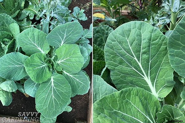 How to grow cabbage: From planting seeds to harvesting heads