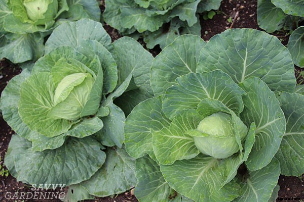 How to grow cabbage: From planting seeds to harvesting heads