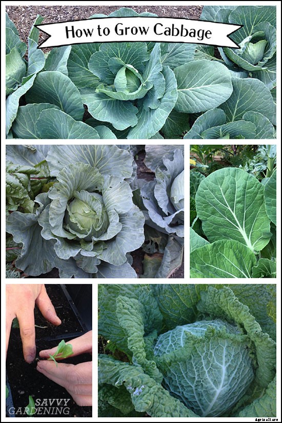 How to grow cabbage: From planting seeds to harvesting heads