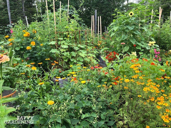 Tomato companion plants: 22 science-backed plant partners for healthy tomato plants