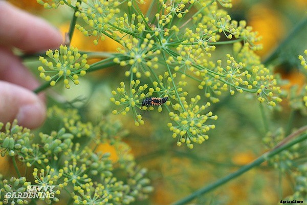 Tomato companion plants: 22 science-backed plant partners for healthy tomato plants
