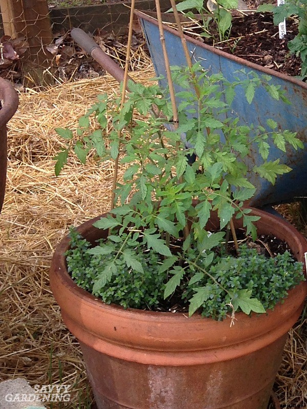 Tomato companion plants: 22 science-backed plant partners for healthy tomato plants