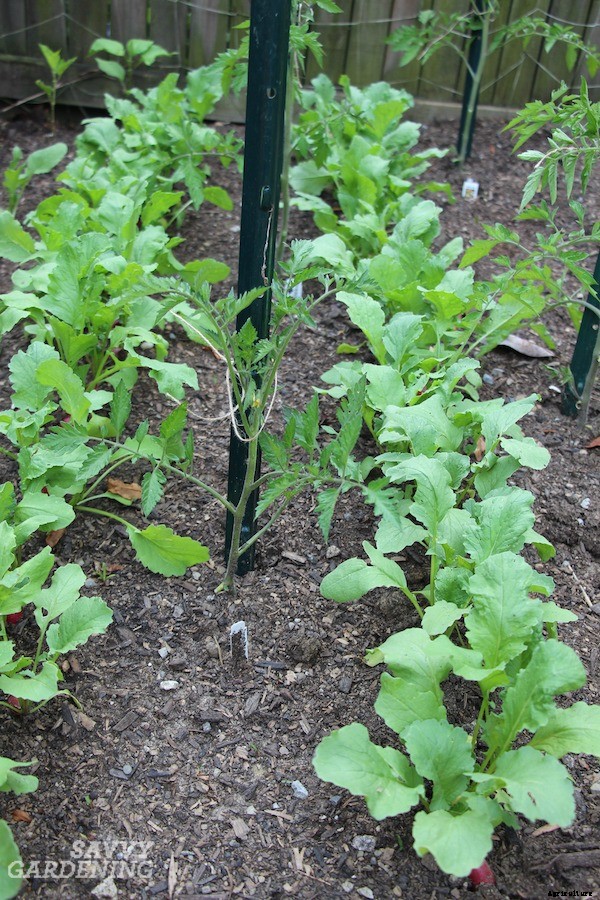 Tomato companion plants: 22 science-backed plant partners for healthy tomato plants