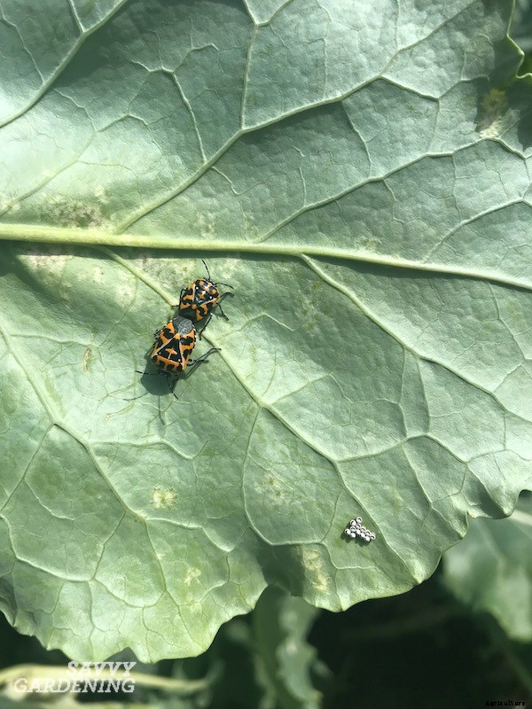 Tomato companion plants: 22 science-backed plant partners for healthy tomato plants