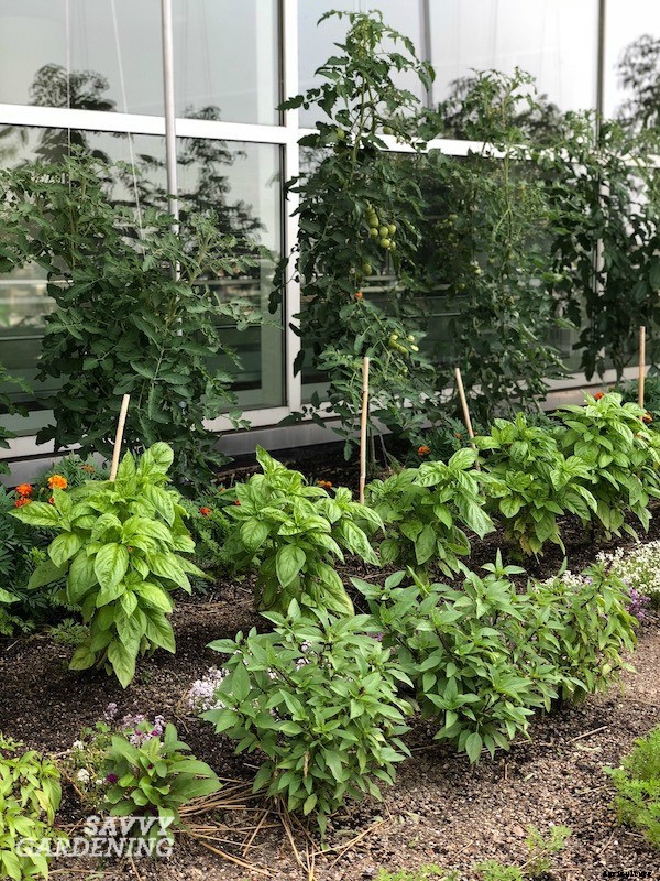 Tomato companion plants: 22 science-backed plant partners for healthy tomato plants