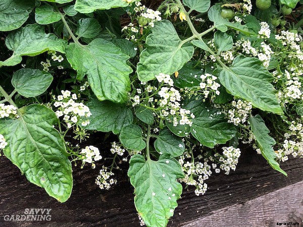 Tomato companion plants: 22 science-backed plant partners for healthy tomato plants