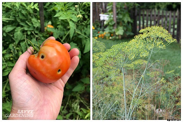 Tomato companion plants: 22 science-backed plant partners for healthy tomato plants