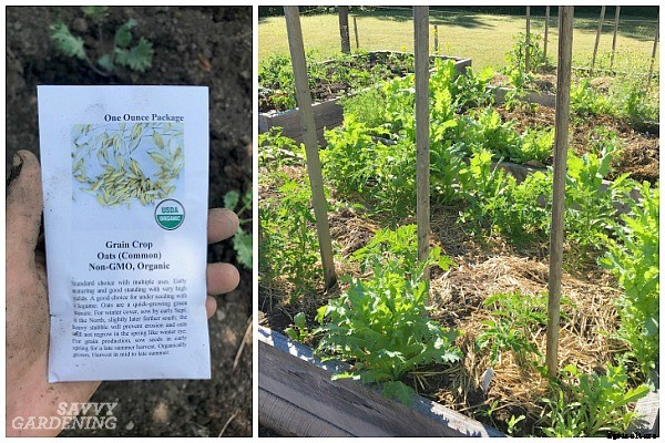 Tomato companion plants: 22 science-backed plant partners for healthy tomato plants