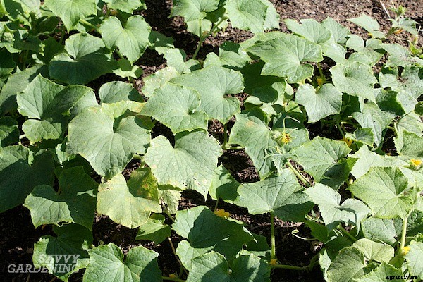 Tomato companion plants: 22 science-backed plant partners for healthy tomato plants