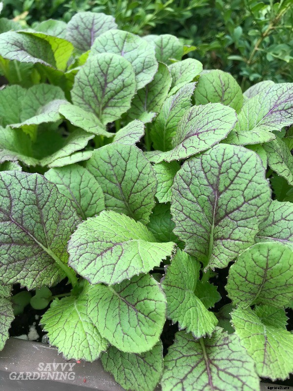 Tomato companion plants: 22 science-backed plant partners for healthy tomato plants