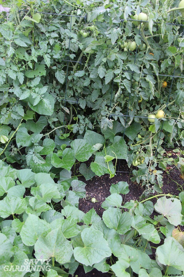 Tomato companion plants: 22 science-backed plant partners for healthy tomato plants