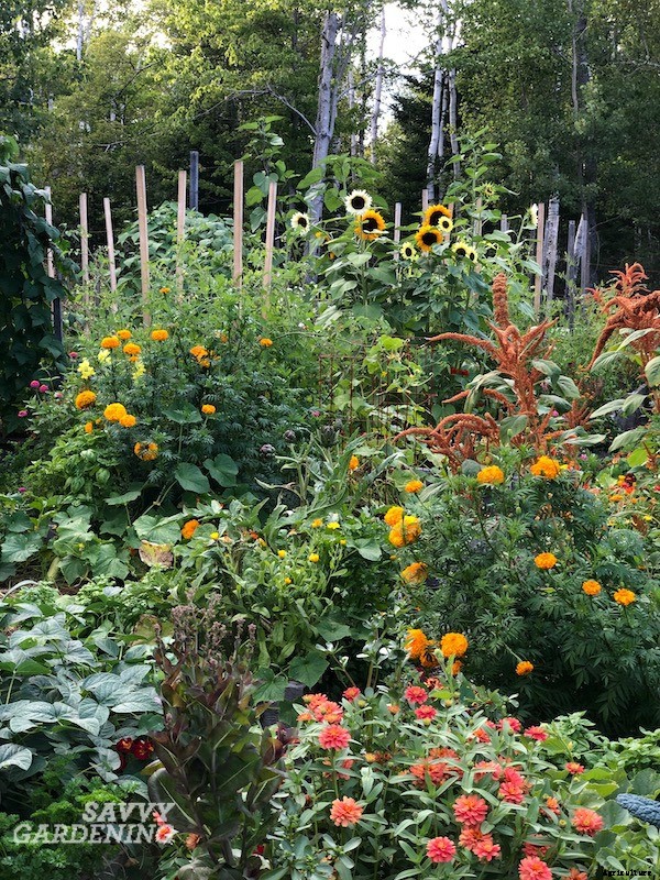 Tomato companion plants: 22 science-backed plant partners for healthy tomato plants