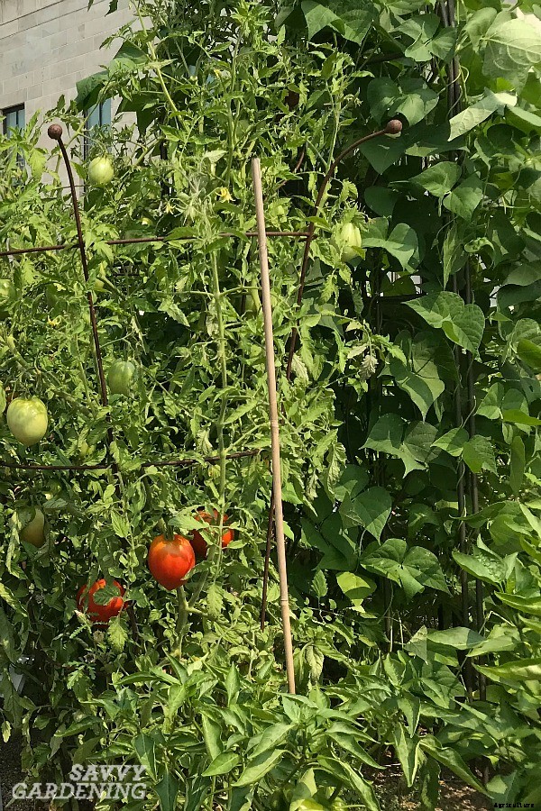 Tomato companion plants: 22 science-backed plant partners for healthy tomato plants