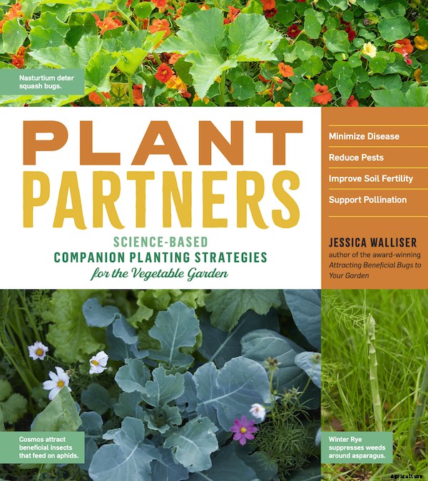 Tomato companion plants: 22 science-backed plant partners for healthy tomato plants