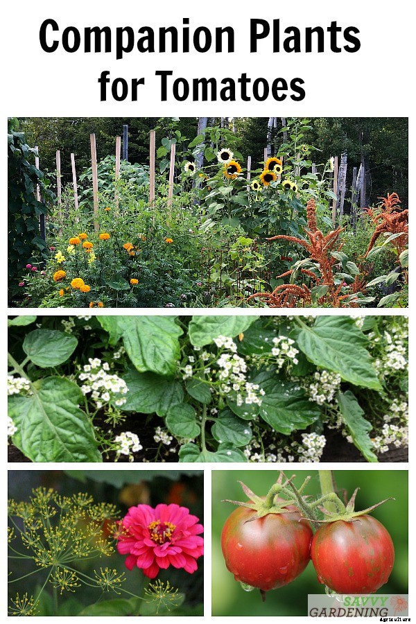 Tomato companion plants: 22 science-backed plant partners for healthy tomato plants