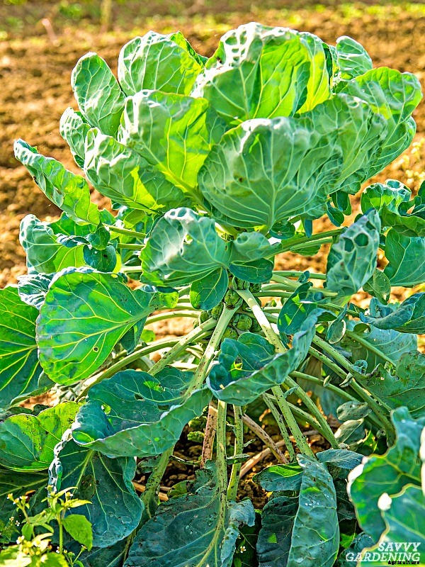 Growing brussels sprouts: A seed to harvest guide