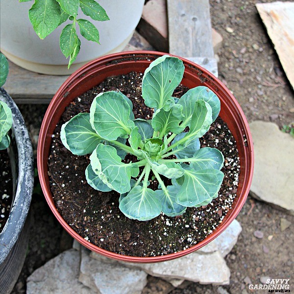 Growing brussels sprouts: A seed to harvest guide