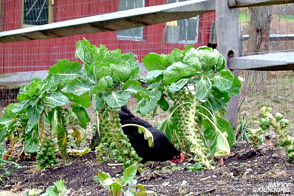 Growing brussels sprouts: A seed to harvest guide