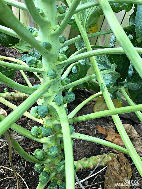 Growing brussels sprouts: A seed to harvest guide
