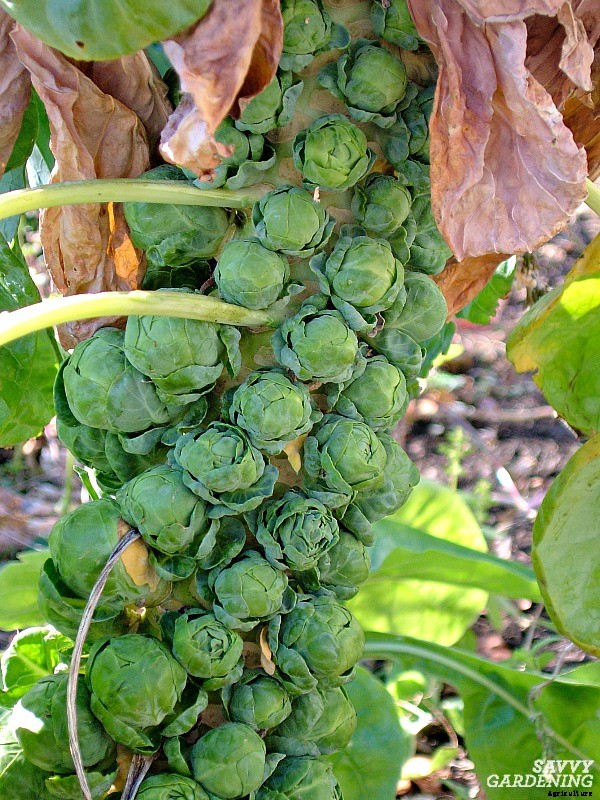 Growing brussels sprouts: A seed to harvest guide