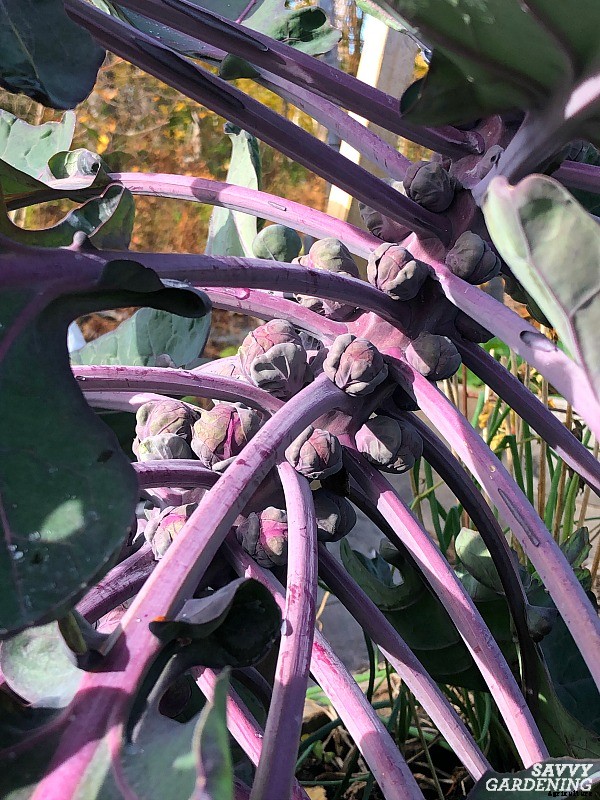 Growing brussels sprouts: A seed to harvest guide