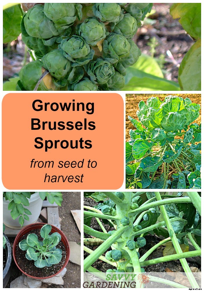 Growing brussels sprouts: A seed to harvest guide
