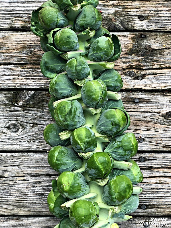 Growing brussels sprouts: A seed to harvest guide
