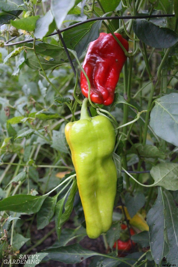Pruning pepper plants for improved plant health and yields