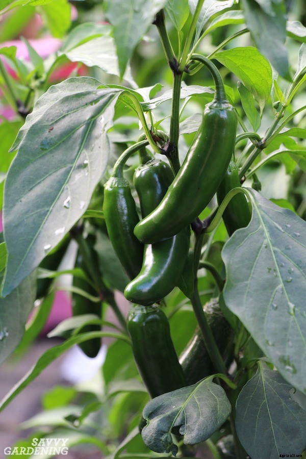 Pruning pepper plants for improved plant health and yields