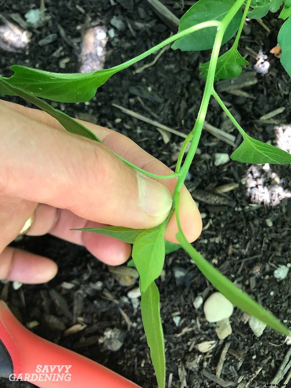 Pruning pepper plants for improved plant health and yields