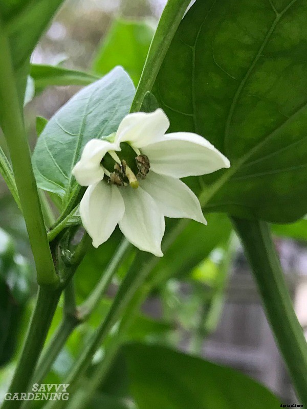 Pruning pepper plants for improved plant health and yields