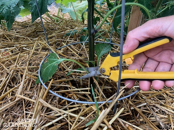 Pruning pepper plants for improved plant health and yields