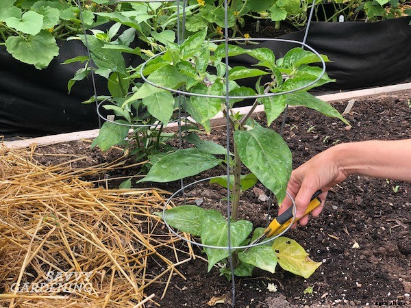 Pruning pepper plants for improved plant health and yields