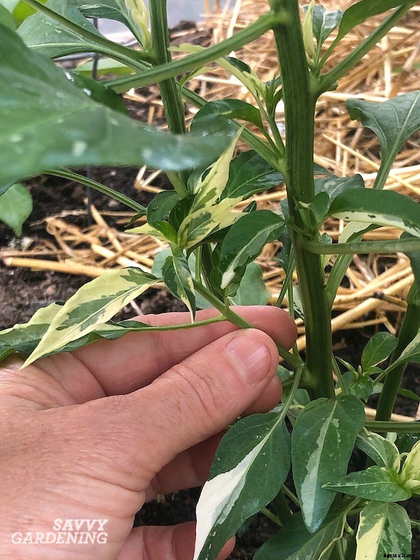 Pruning pepper plants for improved plant health and yields