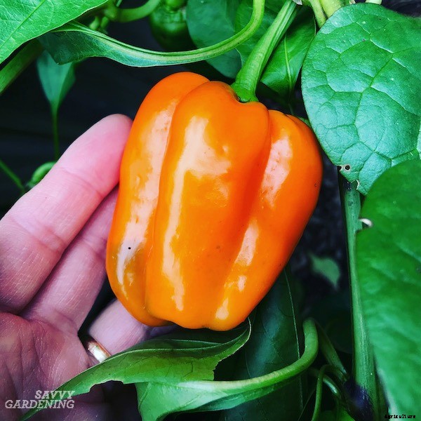 Pruning pepper plants for improved plant health and yields