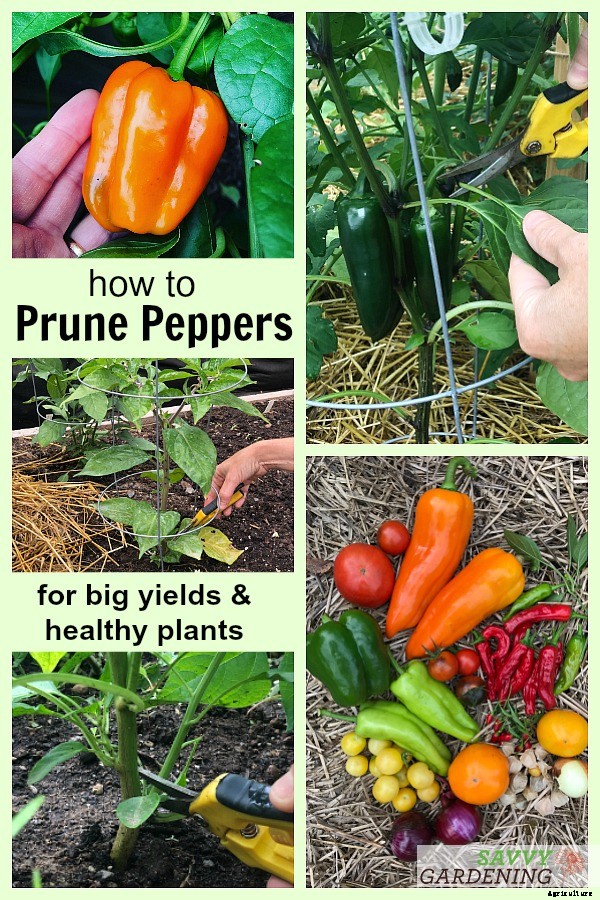 Pruning pepper plants for improved plant health and yields